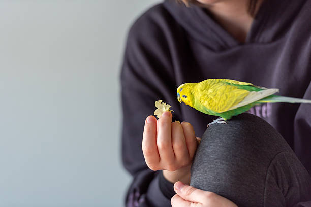 istock Beautiful Bond Between Girl and Little Budgie 2215385626