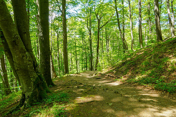 istock Green trees and footpath lightened by the sun. 2215386221