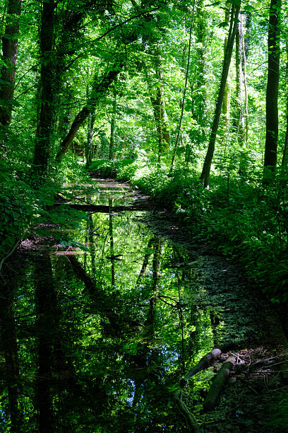 istock The Monza park in April 2215389985