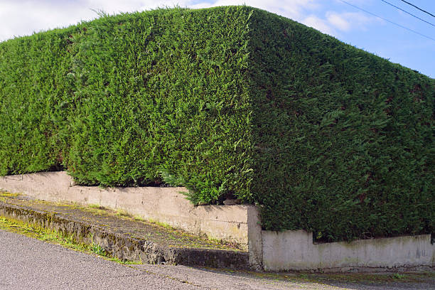 istock Trimmed bush hedge corner in garden limit 2215392329