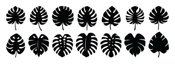 illustrations, cliparts, dessins animés et icônes de silhouette noire simple illustration vectorielle feuille de monstera. ensemble de feuilles exotiques. silhouettes vectorielles de feuilles tropicales de monstera. style simple et minimaliste. set pour le design estival, l’image de marque éco-responsable - monstera