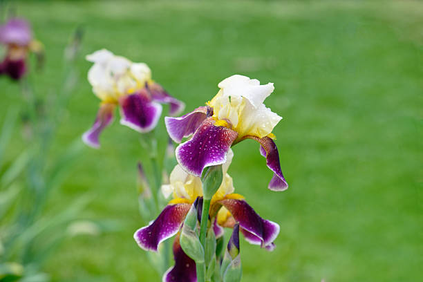 Purple iris flower on green lawn background