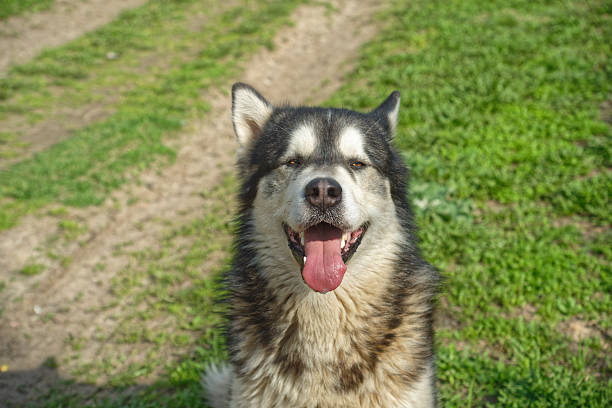 istock Alaska malamute on green grass 2215395608