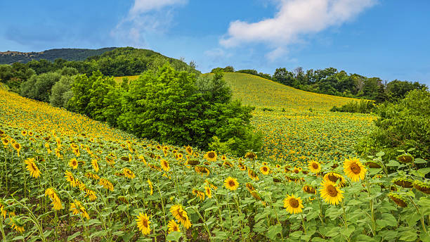 istock Sunflower field in summer 2215396161