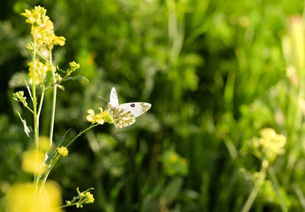 white butterfly in green grass