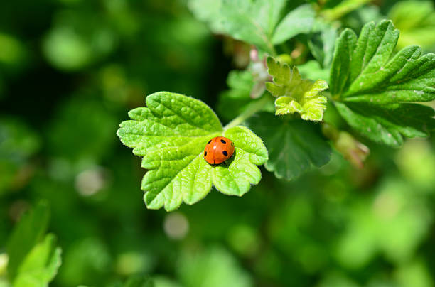 istock wallpaper with a Ladybug resting on a green leaf in natural sunlight 2215397256
