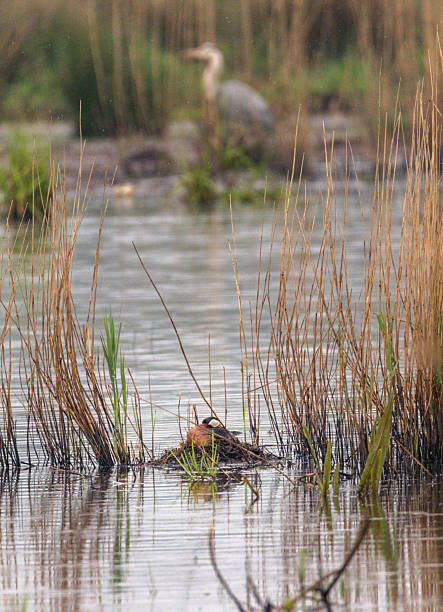 De Roodhalsfuut (Podiceps grisegena) in zijn prachtkleed goed herkenbaar aan sterk contrasterende tekening van roodbruine hals, gedeeltelijk grijswitte kop met zwart bovendeel. Snavel zwart met geel aan de basis. Winterkleed grijsbruin van boven, onder wit, koptekening met zwart tot onder de ogen, grijsbruine wangen en witte bef/oorstreek. Kleiner en meer gedrongen dan gewone fuut.