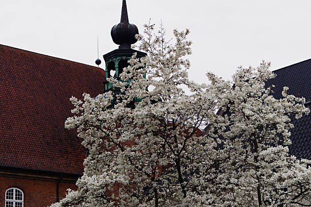 Beautiful blooming tree in front of a brick building under a cloudy sky.