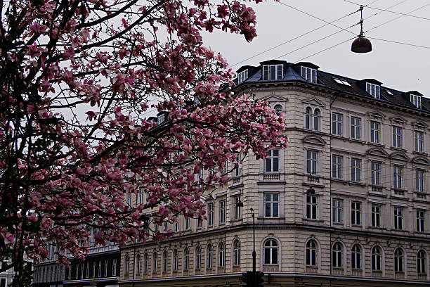Blooming tree in front of historic European architecture in Copenhagen, Denmark with cloudy weather.