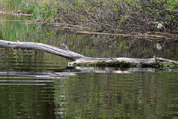 istock dry tree i the lake in spring forest 2215398302