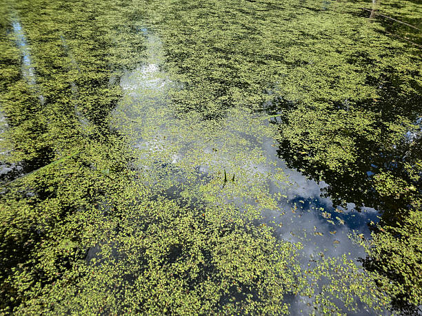 istock Tranquil Forest Lake Springtime Natural Calm 2215398788