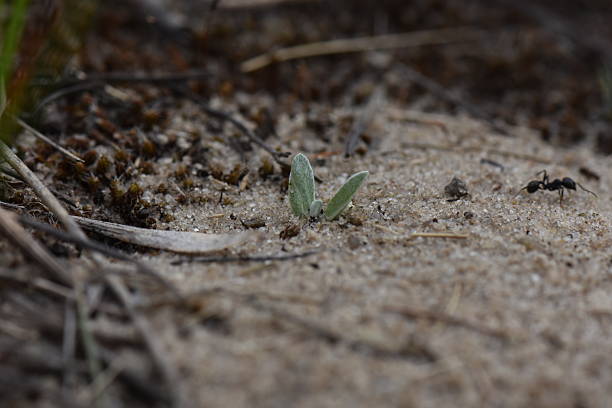 small plant in the sandy ground macro shot
