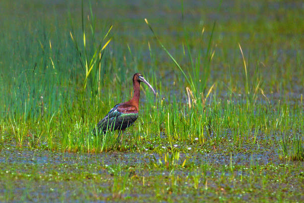 Once known as a breeding bird in Eastern Europe, the Glossy Ibis made a comeback in France in 2006. At first glance, the Glossy Ibis may appear black, but upon closer inspection, it is actually a rusty color with beautiful metallic green highlights. Its beak is long, downward-curved, and quite slender. Its long, blackish legs are perfectly adapted for walking in an aquatic environment.
