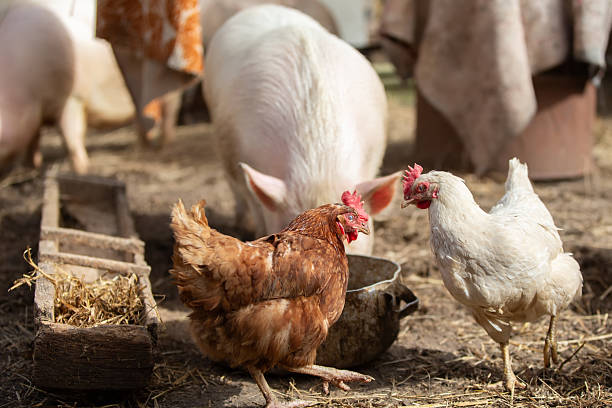 Birds on a farm. Two chickens are standing next to a trough with water.