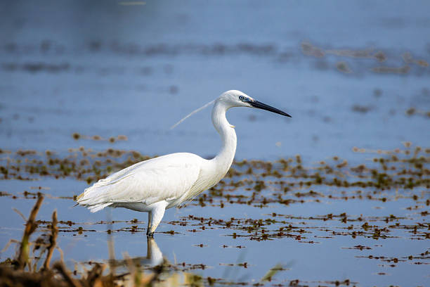 istock Little Egret in Camargue in the morning light 2215400928