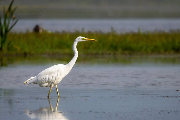 istock Great Egret in Camargue in the morning light 2215400935