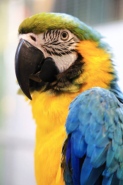 Scarlet macaw bird