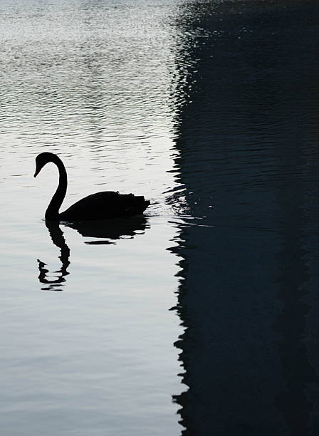 istock Solitary Black Swan on Calm Lake 2215407707