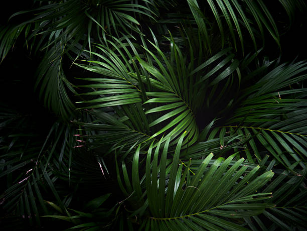 istock Dark Green Tropical palm leaves pattern background. 2215409060