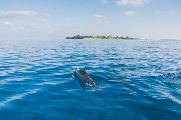 Pod of dolphins swim in calm bay, Maldives