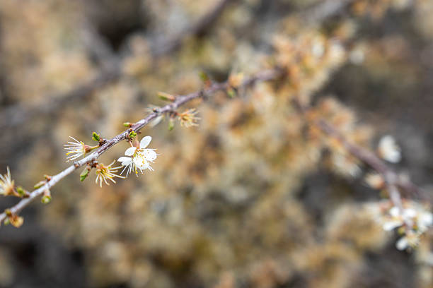 istock Prunus spinosa bush blossom in spring  Teruel mountains Aragon Spain 2215410048