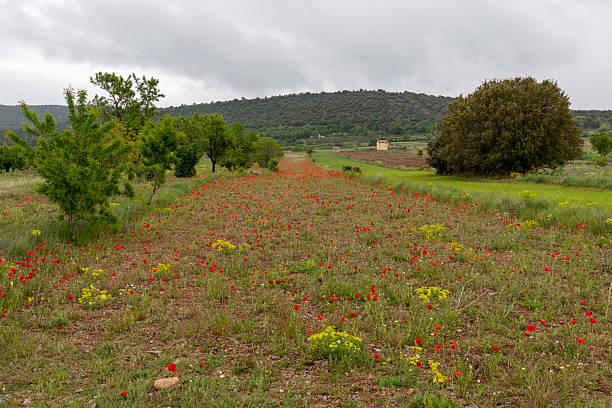 istock Lawn with poppies and other wild spring flowers. 2215410128