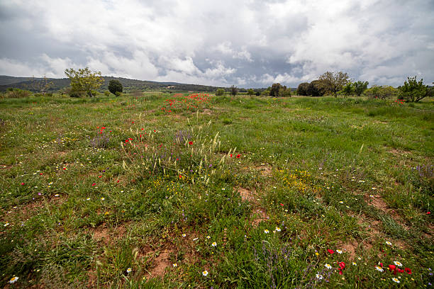 istock Lawn with poppies and other wild spring flowers. 2215410554