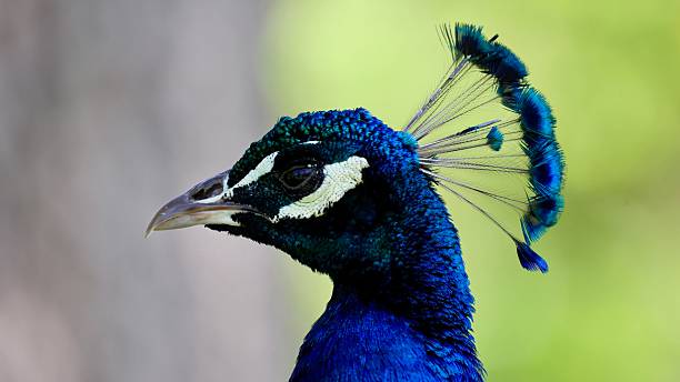 istock Profile close up of peacock 2215411523
