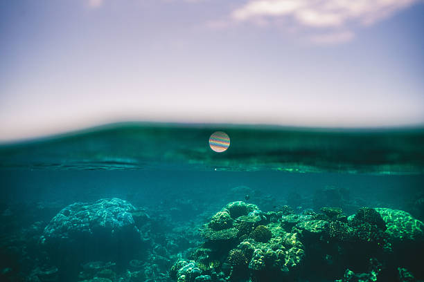 Giant clam - critically endangered in Red Sea near Marsa Alam, Egypt