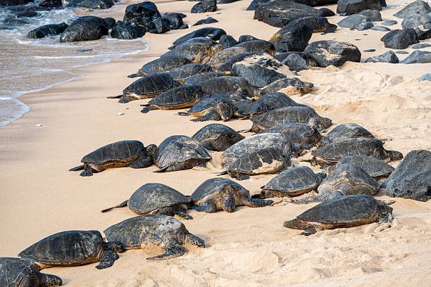 istock Sea turtles on sandy beach, Maui 2215412673