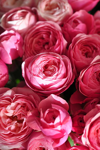 istock A Sea of Pink: Romantic Rose Bouquets Up Close 2215412682