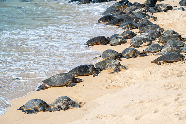 istock Sea turtles on sandy beach, Maui 2215412704