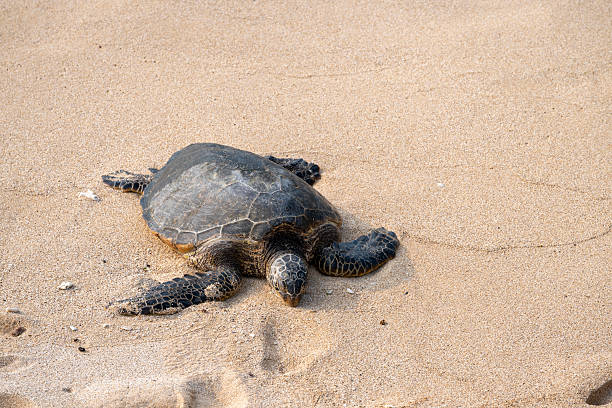 Sea turtle on sandy beach, Makena Beach, Maui