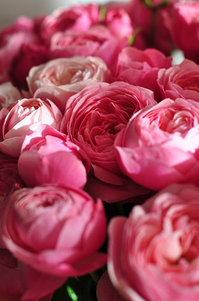 The Beauty in Bloom: Soft Hues and Gentle Layers