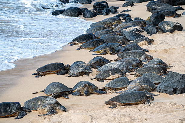istock Sea turtles on sandy beach, Maui 2215413352