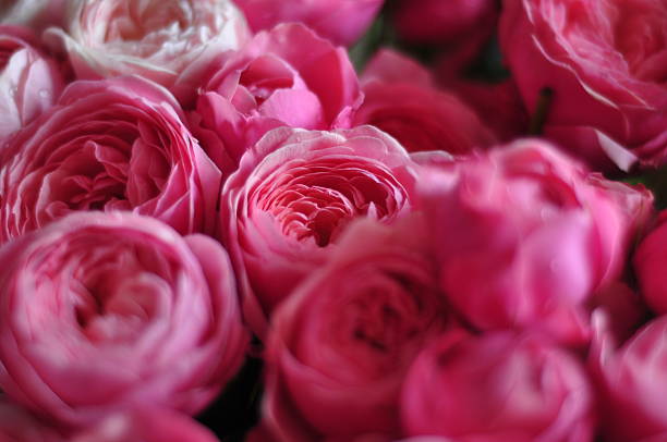 istock Rose Reverie: The Magic of a Thousand Petals 2215413443