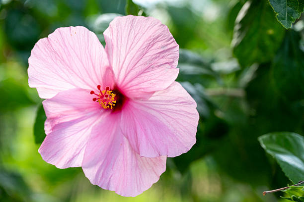 Hibiscus blossom, Maui