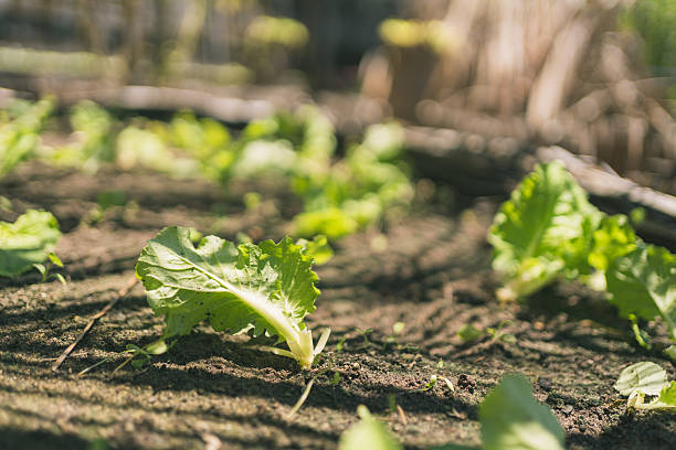 Fresh lettuce leaves in tropical vegetable garden