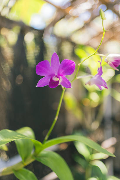 Nature background of purple vanda orchid flowers in the garden during summer day with sunlight and blur bokeh background.