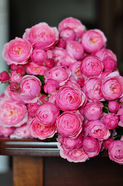 istock Blushing Petals: A Close Look at Pink Peony Roses 2215414007