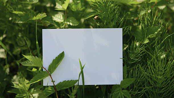 istock Blank white card placed among lush green leaves and plants in sunlight 2215414276