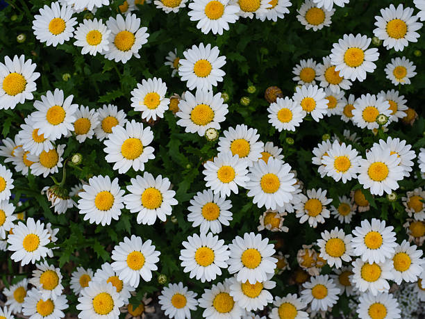 istock Dense Bloom of North Pole Daisies in Early Spring Garden 2215416933