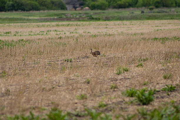 European rabbit (Oryctolagus cuniculus).