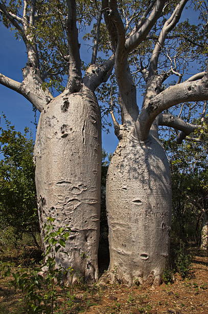 istock Giant baobabs at Gregory's Tree, Northern Territory, Australia 2215418448