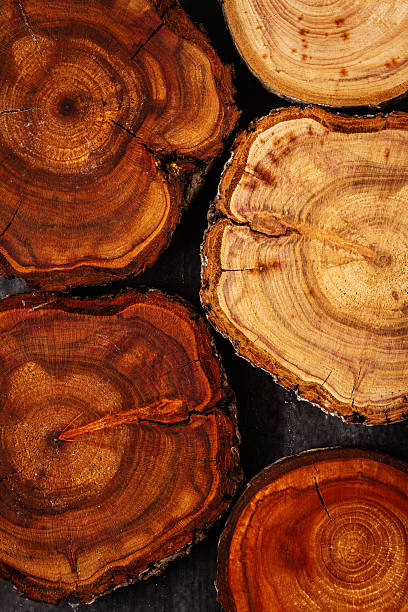istock Wood log tree slices on chalkboard 2215418484