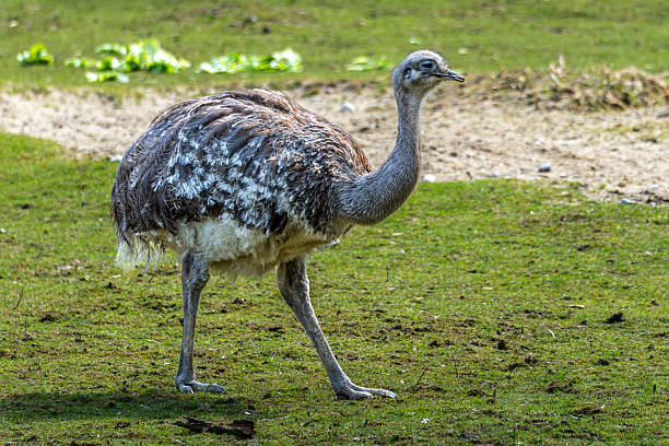 istock Darwin's rhea, Rhea pennata also known as the lesser rhea. 2215420666