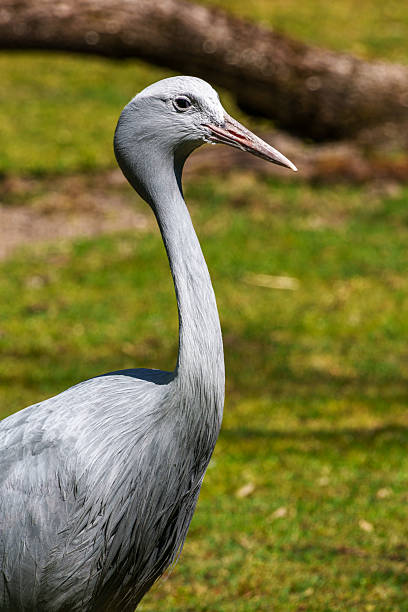 istock The Blue Crane, Grus paradisea, is an endangered bird 2215420878