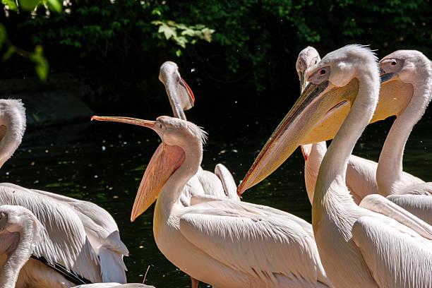 istock White Pelican, Pelecanus onocrotalus also known as the Eastern White Pelican 2215420901