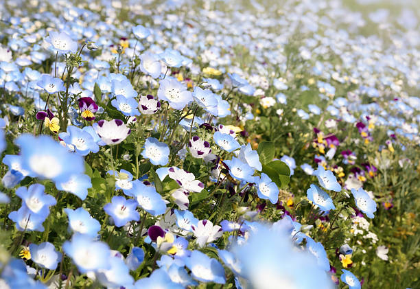 Closeup view of blue hydrangea flower petal blossoms, a natural texture background showcasing beauty in nature.