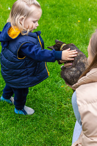 istock little girl playing with a cat. Selective focus 2215422485